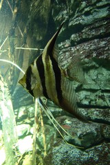 Pterophyllum altum