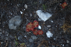 Drosera xerophila
