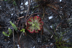 Drosera xerophila