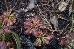 Drosera × corinthiaca