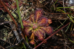 Drosera × corinthiaca