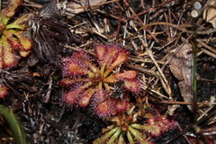 Drosera × corinthiaca