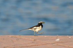 Motacilla maderaspatensis
