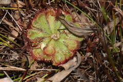 Drosera xerophila