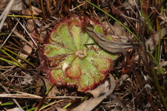 Drosera xerophila