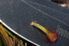 Drosera × corinthiaca