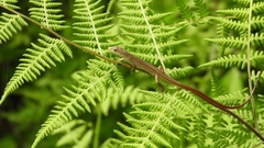 Takydromus septentrionalis