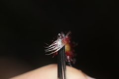 Drosera × corinthiaca