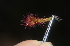 Drosera × corinthiaca