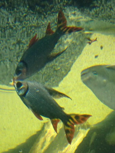 Broadhead flannelmouth (Semaprochilodus laticeps) — Prochilodontidae — 5