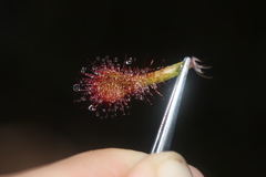 Drosera × corinthiaca