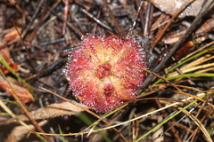 Drosera aliciae