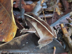 Rhinella castaneotica