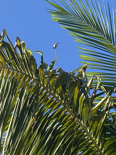 photo of Hummingbirds (Trochilidae)