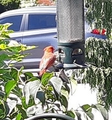 Cardinalis cardinalis