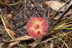 Drosera aliciae