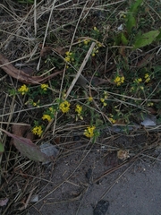Medicago falcata