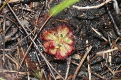 Drosera admirabilis