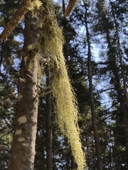 Usnea cavernosa