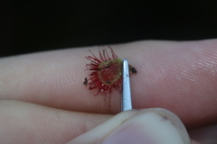 Drosera admirabilis