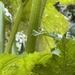 photo of Oblique Streaktail (Allograpta obliqua)