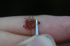 Drosera admirabilis