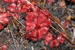Drosera slackii