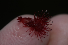 Drosera slackii