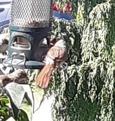 Cardinalis cardinalis