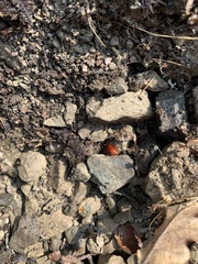 Parcoblatta americana