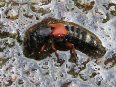 Platydracus stercorarius
