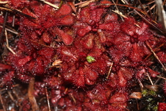 Drosera slackii