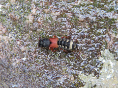 Platydracus stercorarius