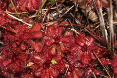 Drosera slackii