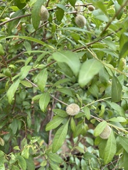 Prunus