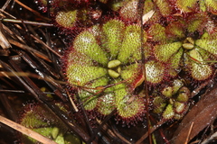 Drosera admirabilis
