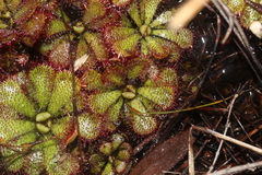 Drosera admirabilis