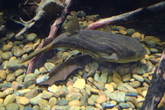 Tetraodon lineatus