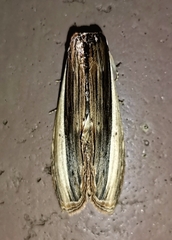Truncaptera truncata