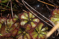 Drosera admirabilis