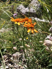 Jacobaea abrotanifolia