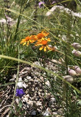 Jacobaea abrotanifolia