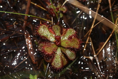 Drosera slackii