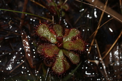Drosera slackii