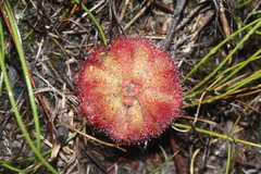 Drosera aliciae