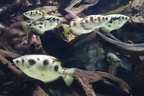 Smallscale archerfish (Toxotes microlepis) — Toxotidae — 3