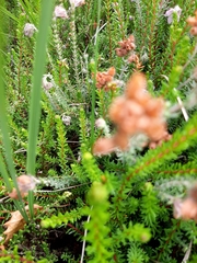Erica tetralix