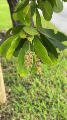 Terminalia buceras