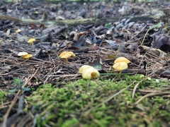 Hygrocybe parvula