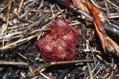 Drosera admirabilis
